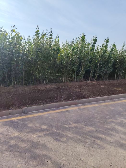 Терак кучатлари сотилади