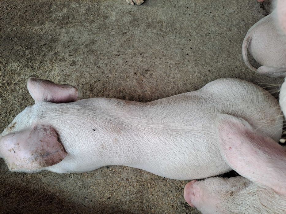 Малки прасета мъжки и женски скопени