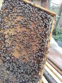 Vand rame cu puiet și albina acoperitoare și familii de albine 10 ram