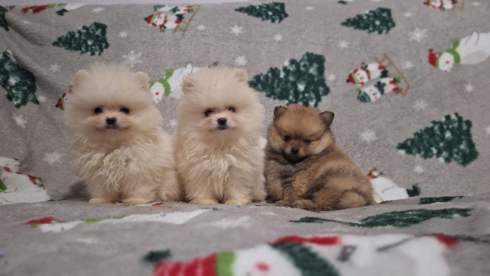 Померан мини померанчета