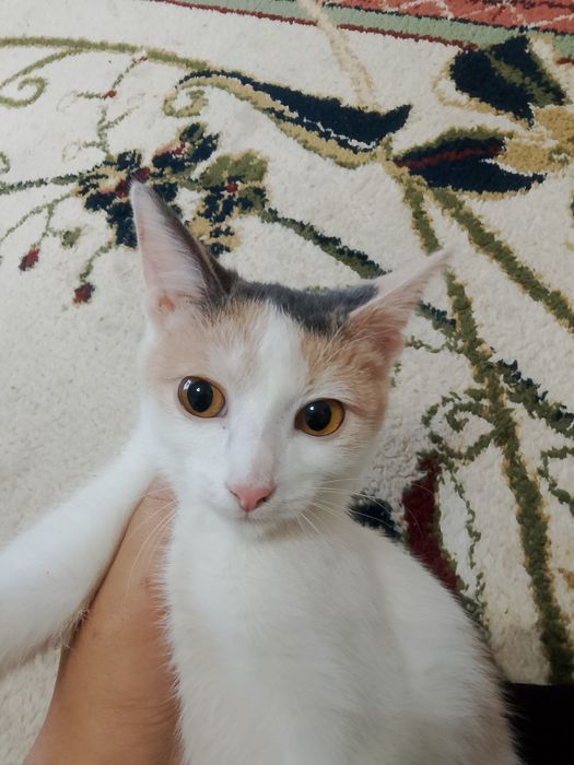 Мысық 4-5 айлық  жақсы карайтын адамға берем