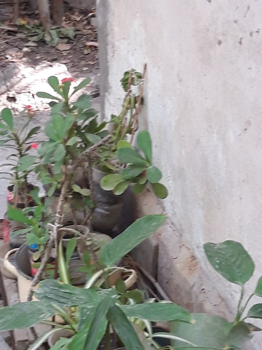 Комнатные цветы дешево