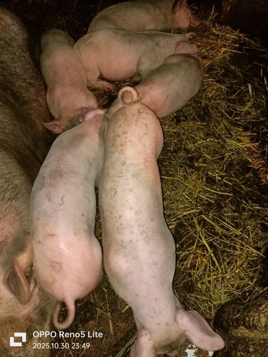 Продам поросят 2 месяца.