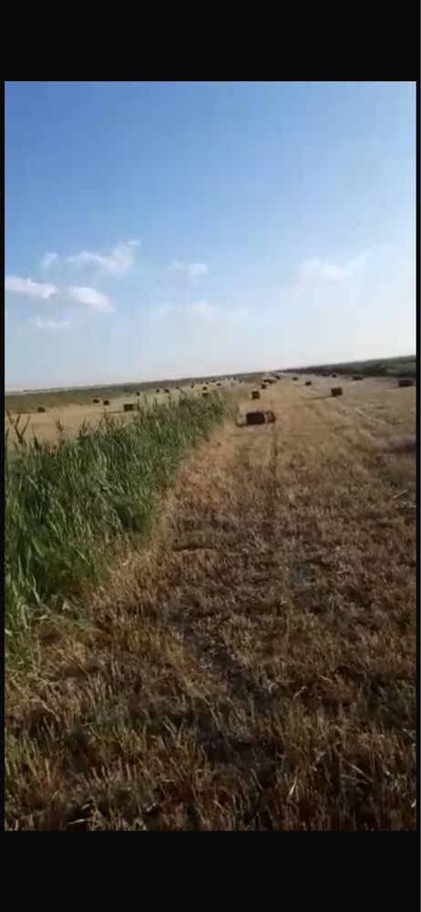 Сдается в аренду земельный участок клевер жоңышқа