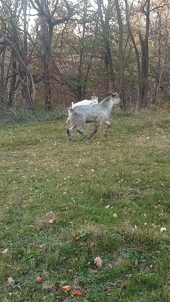 Vând tap frumos și jucaus