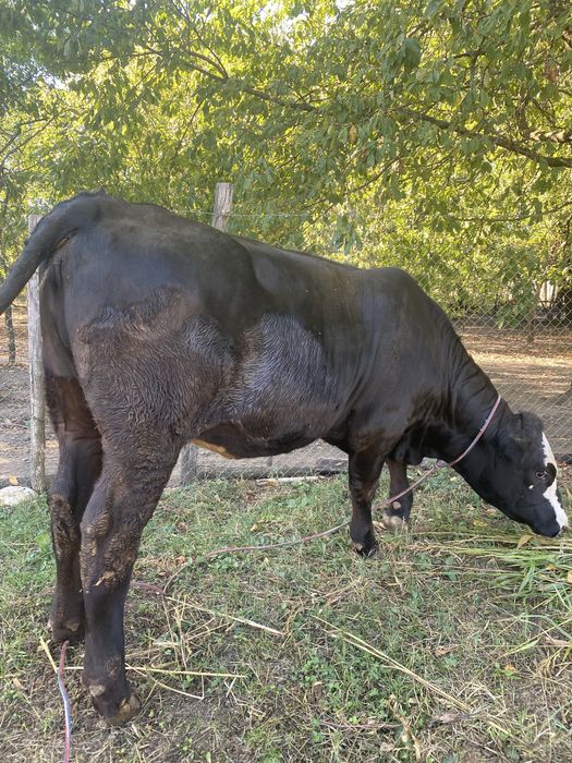De vanzare vitea angus de 1 an