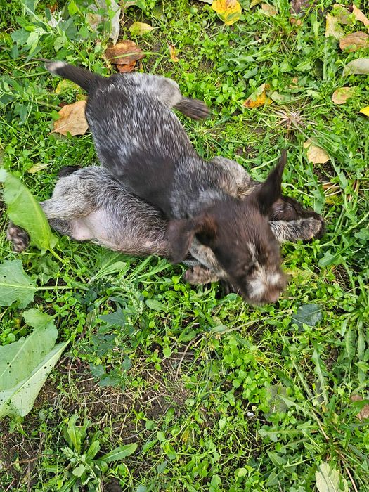 Свободни кученца!!!