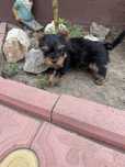 Yorkshire terrier mini toy baiat !!