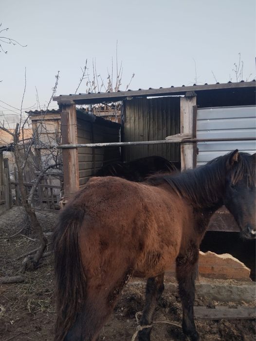 Тай ,Жабагы сатамын