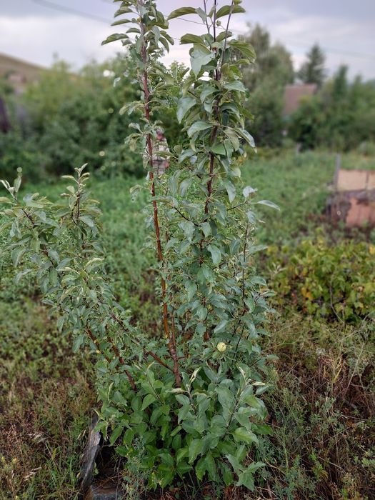 Дача по. Ахмирова