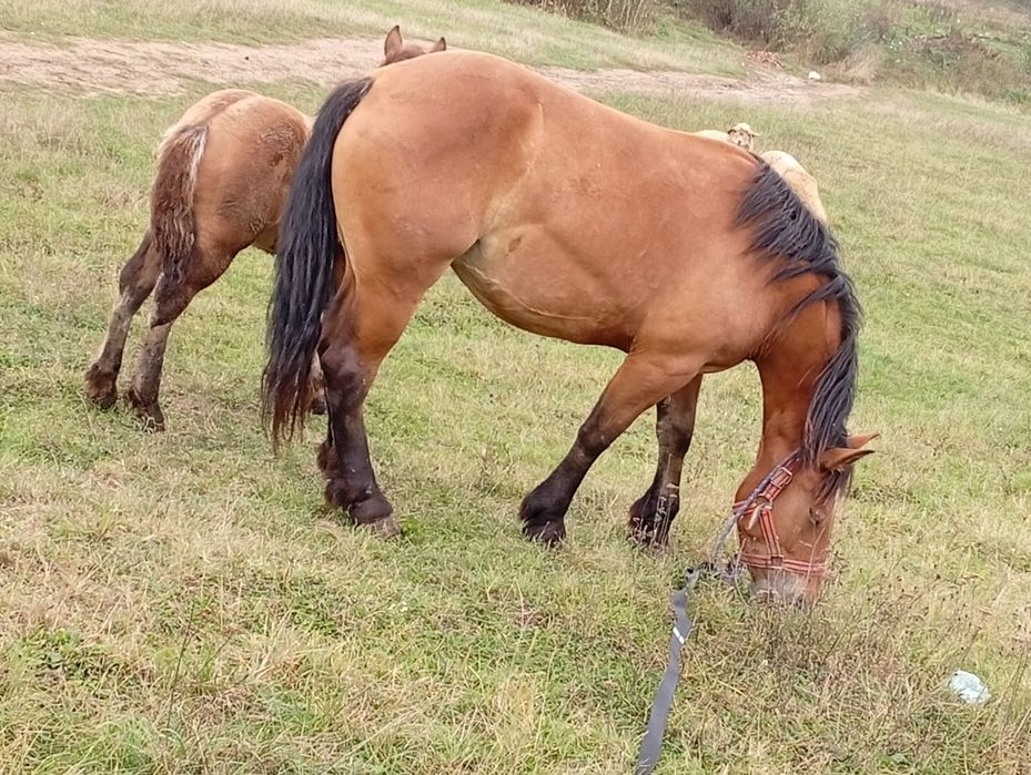 Mânza de 2 ani jumate