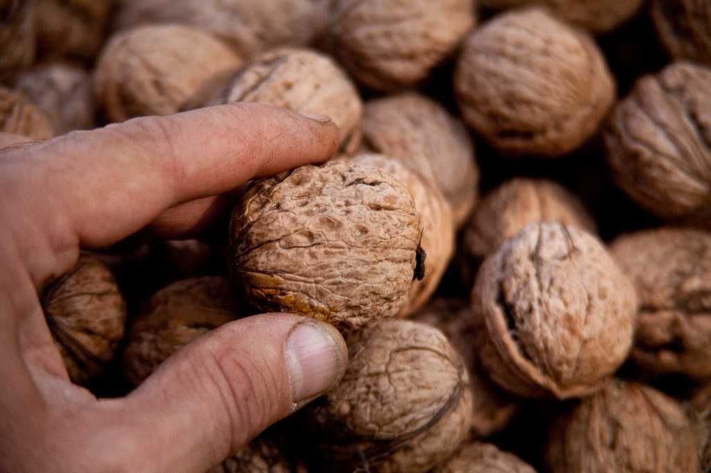 Vand Nuci in Coaja