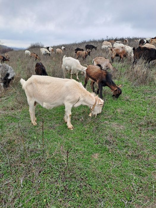 Vând capre gestante.