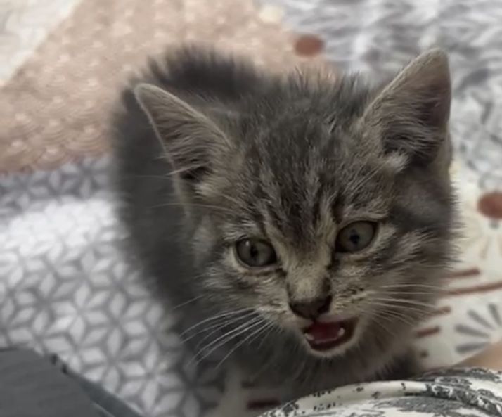 Котята отдам даром