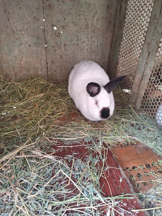 Kalif oila sotiladi. Калиф семья продаётся