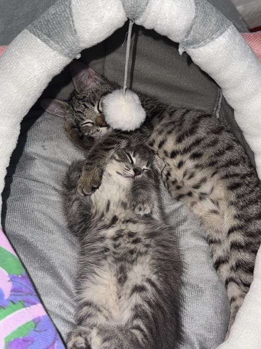 Британский котята