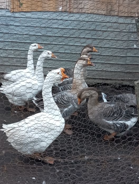 Vand Gâște de Holmongor si Tolouze