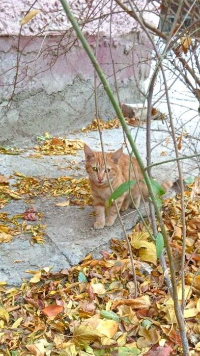 Котёнок даром в добрые руки