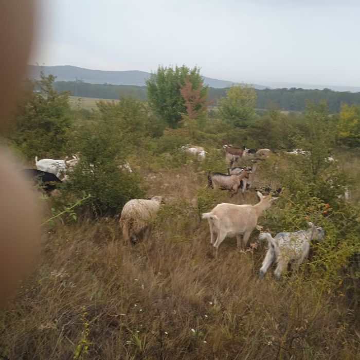 Capre ieduțe de ținut.