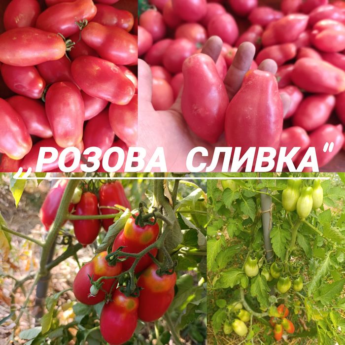 Стари сортове семена от ,,Вълшебната Градина"