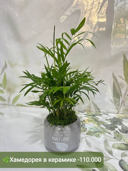 Сансевиерия и Драцена