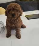 Пудел той Poodle toy с родословие