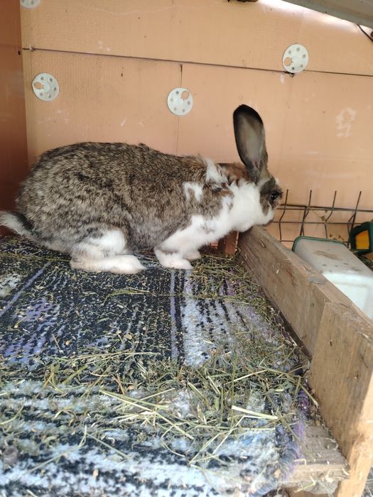 Iepure hibrid                   .