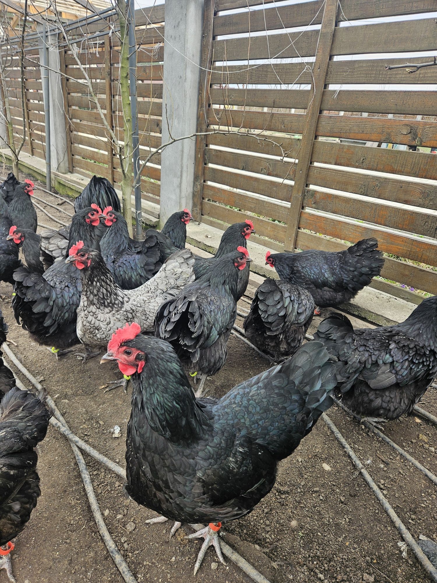 Australorp gaini cocosi Cluj Apahida