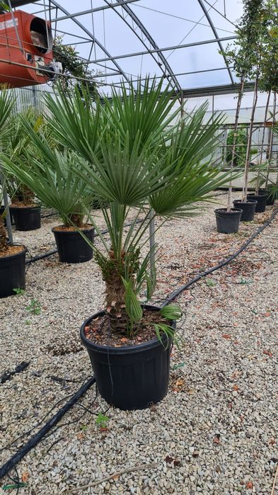Plante interior ( lamai, mandarin, palmier, cycas, maslin, yucca )
