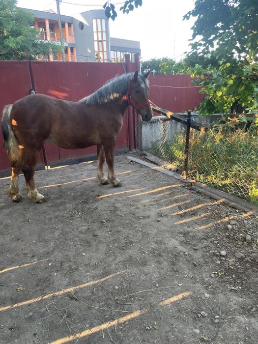 Vand manza de 1 an si doua luni