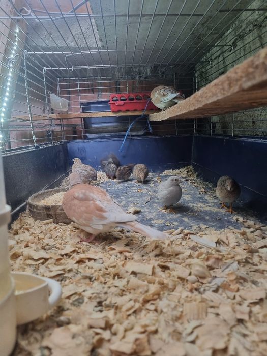 Prepelite pitice chinezesti