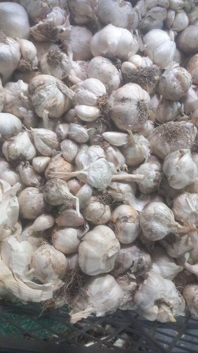 Usturoi de pus în pământ