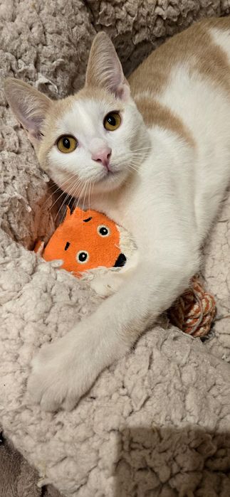 Motanelul Milani,vaccinat