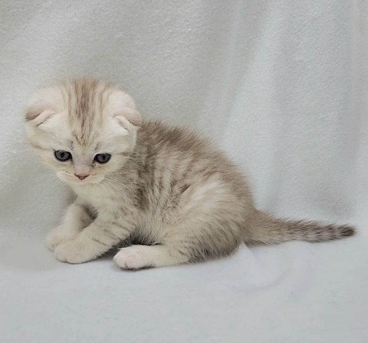 Мальчик скоттиш фолд