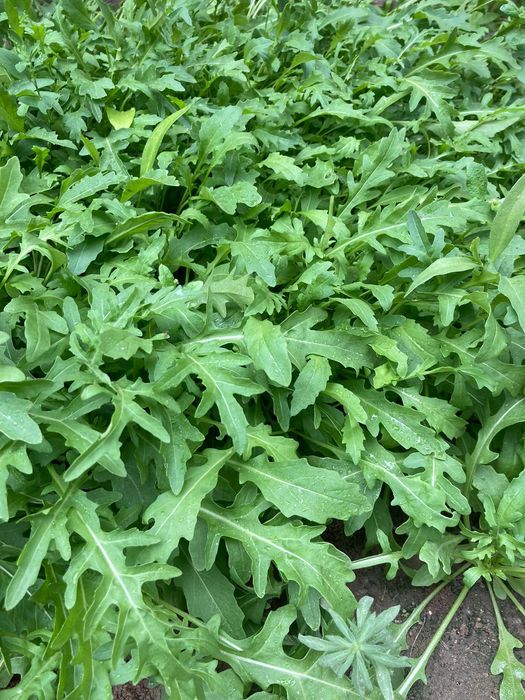 Рукола 1 кг 3000тг