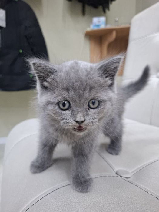 Scottish Fold britan 2 ayliq