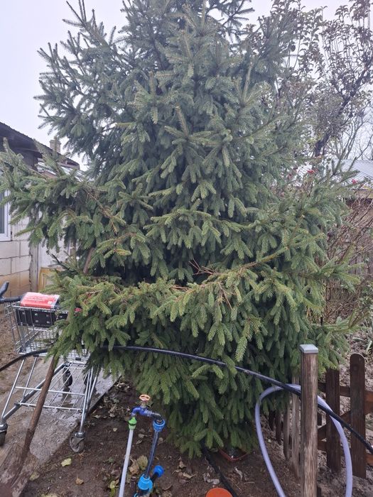 Brad natural sanatos