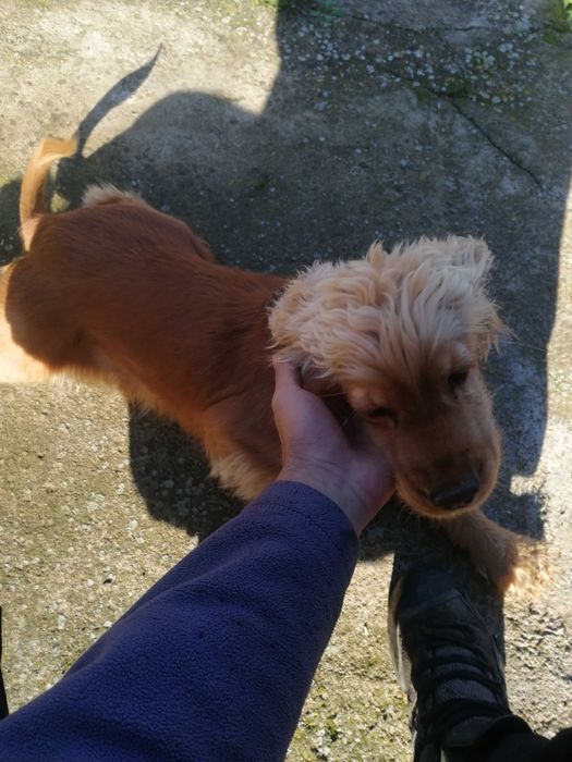 Женско Куче за трюфели