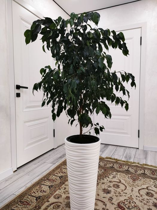 Комнатные растения, доставка