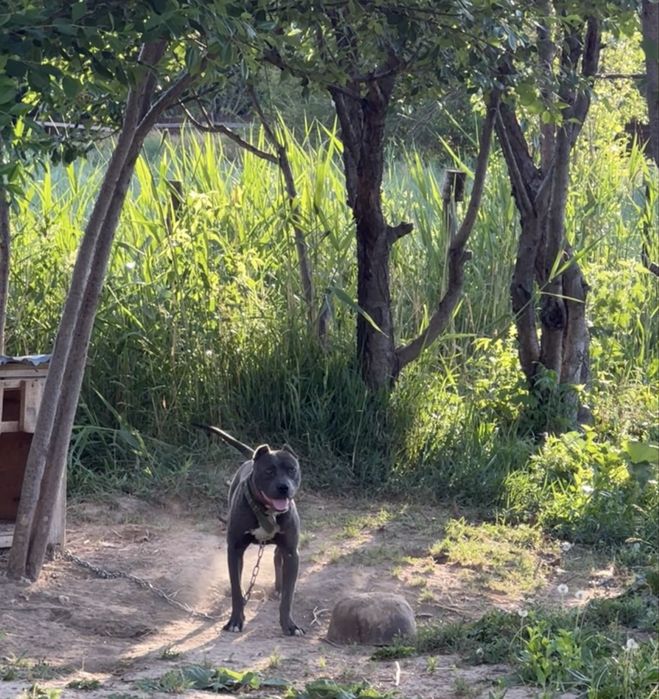 Питбуль сатылады