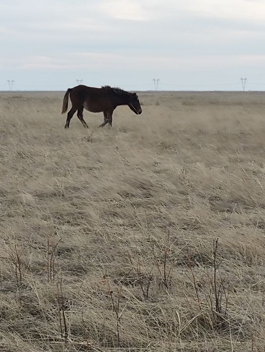 Продам жабагы жеребчик