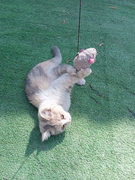 Отдам котят в хорошие руки