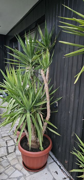 Слонска Юка 20 годишни