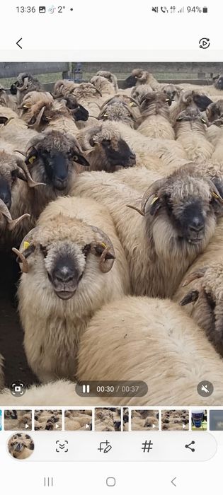 Vând oi turcane bucalai