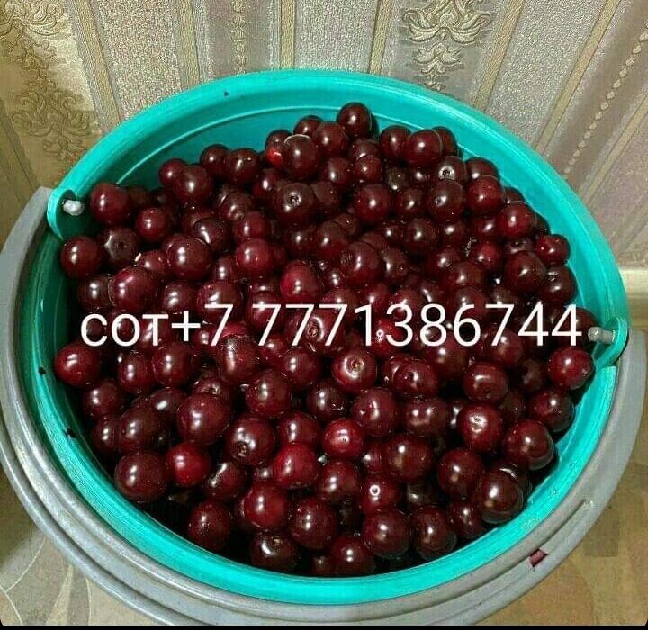 Продам вишню дачную