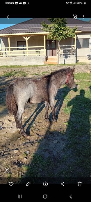 Vând mânz de poneu, de 6 luni
