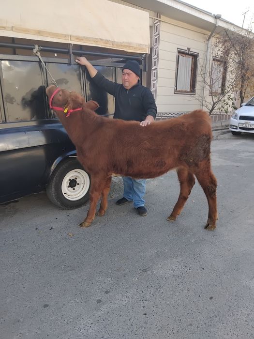 Аригинал Эстон ғунажин