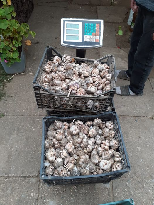 Vând usturoi de sămânță