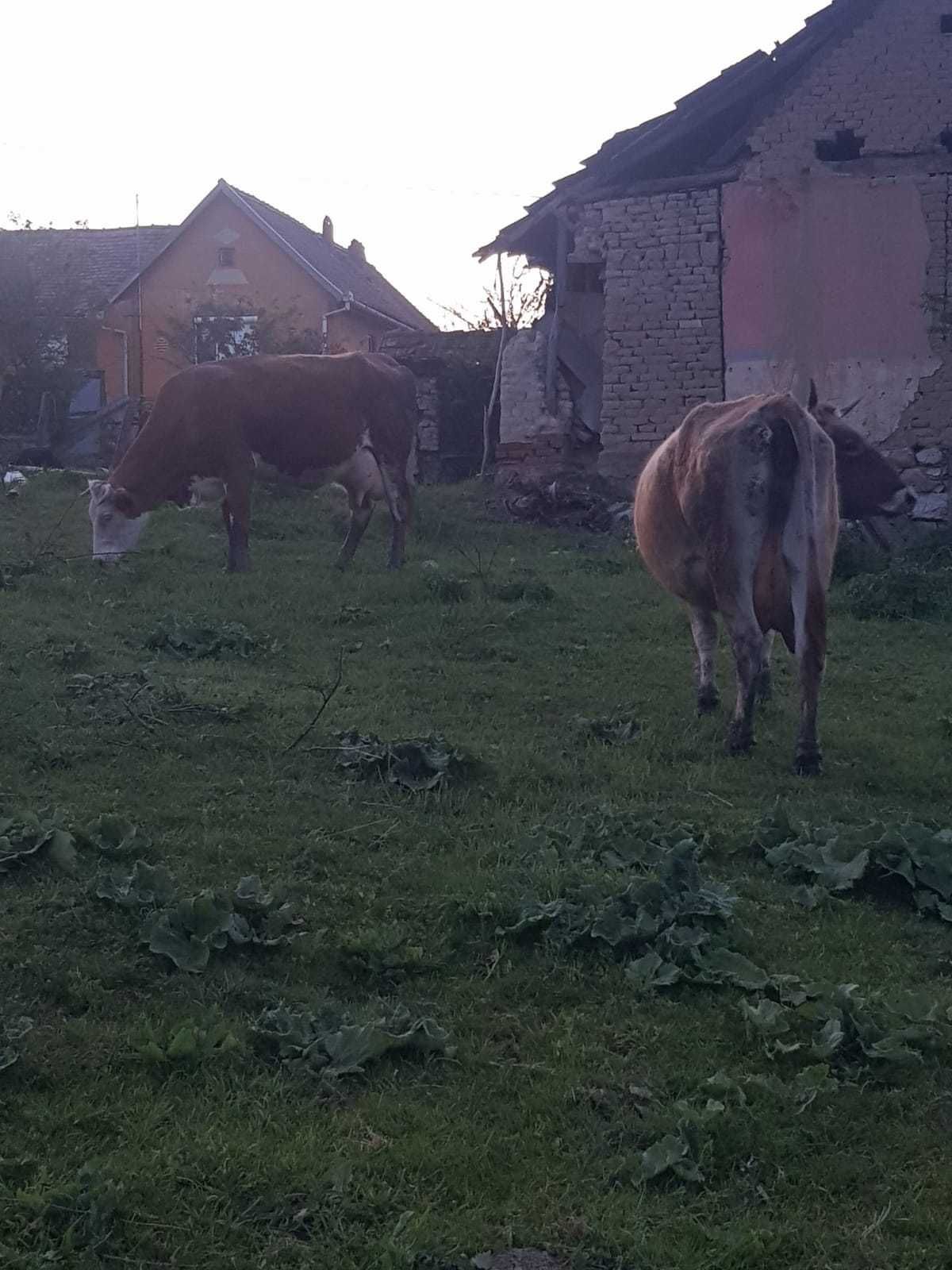 Vând două vaci  bune