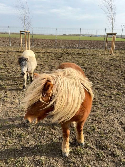 Vand 3 ponei - 2 femele si 1 mascul